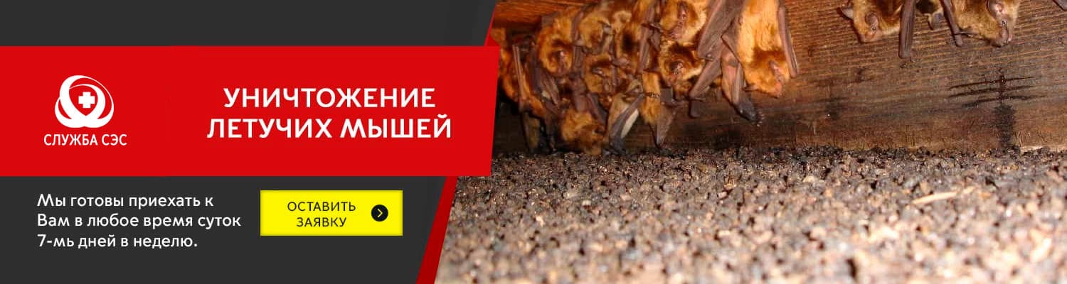Уничтожение летучих мышей в Домодедово